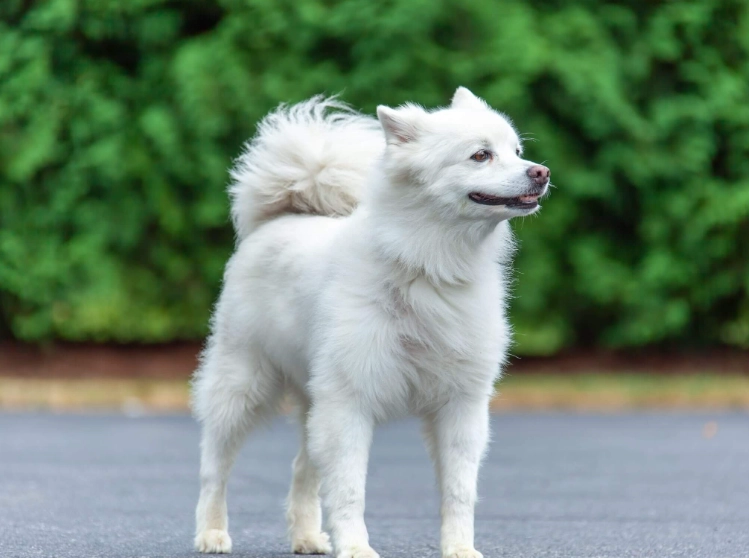 American Eskimo Dog weight