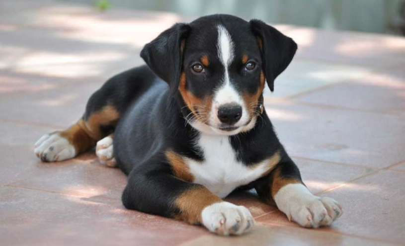Appenzeller sennenhund lifespan