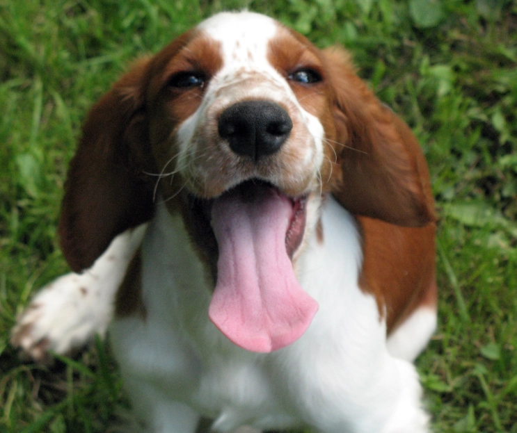 Welsh Springer Spaniel care