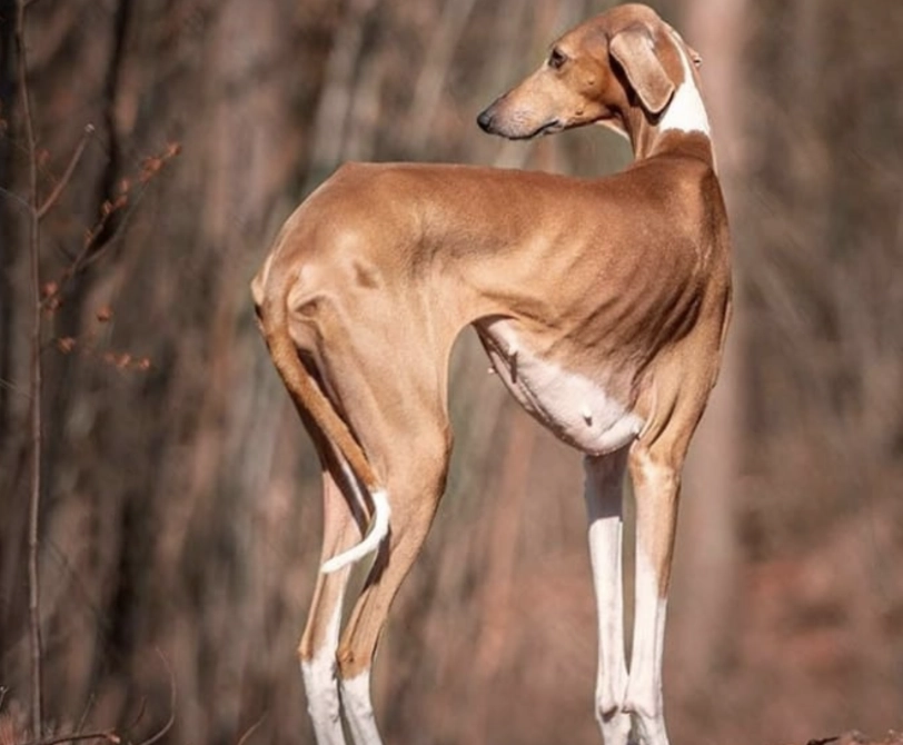 how tall is an Azawakh