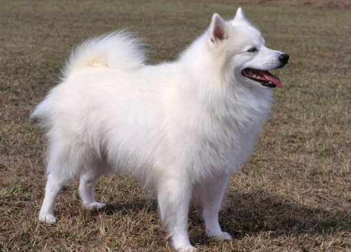 American Eskimo dog care