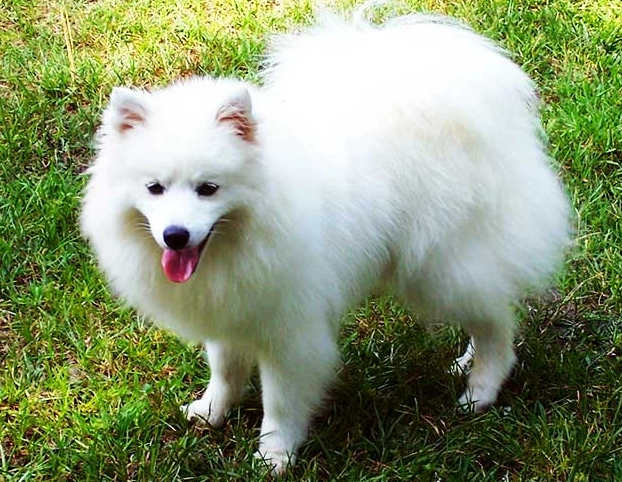 American Eskimo Dog temperament
