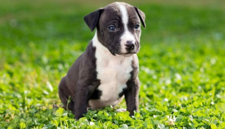 American Staffordshire Terrier weight
