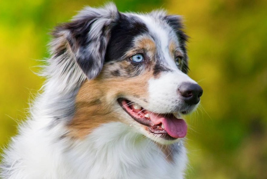 Australian Shepherd personality