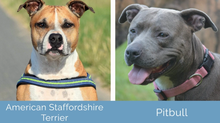 Are AmStaffs pitbulls