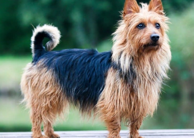 Do Australian silky terriers bark a lot?