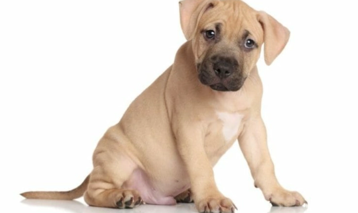 dog weight management dog weight management