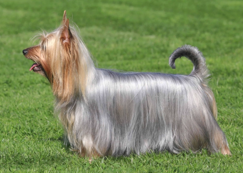 Silky Terrier noise level