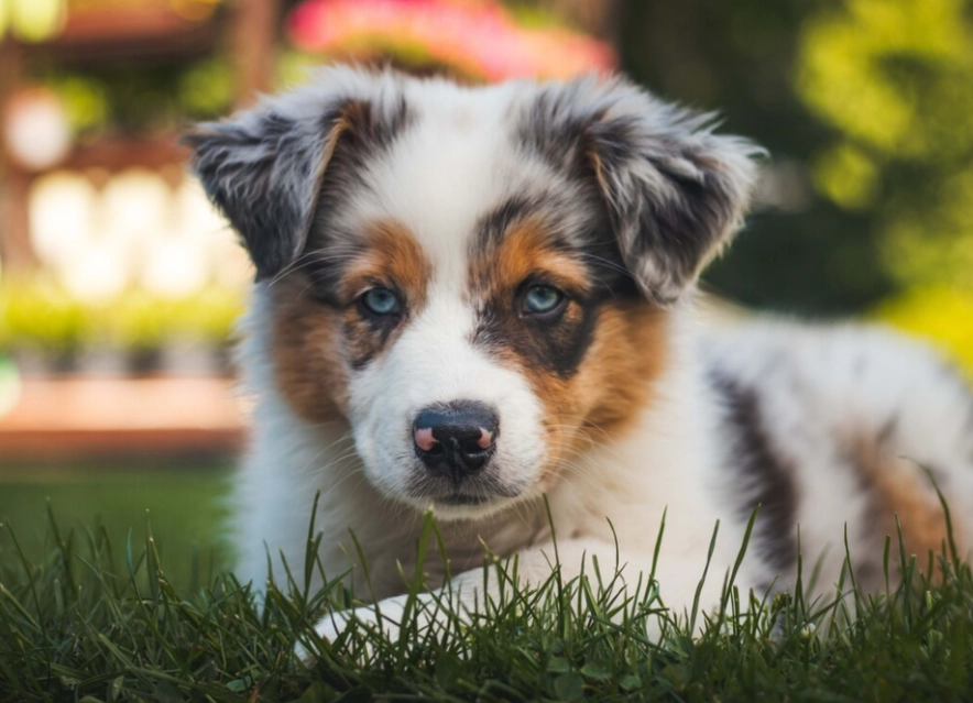 are Australian Shepherds affectionate are Australian Shepherds affectionate