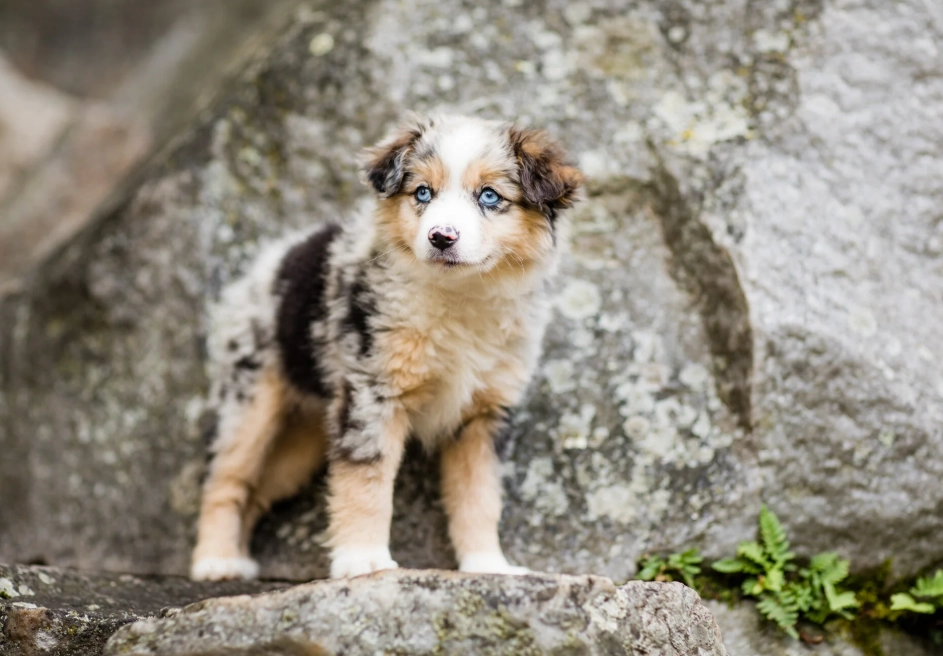 Mini Aussie care Mini Aussie care