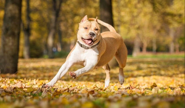 Are American Staffy good family dogs?