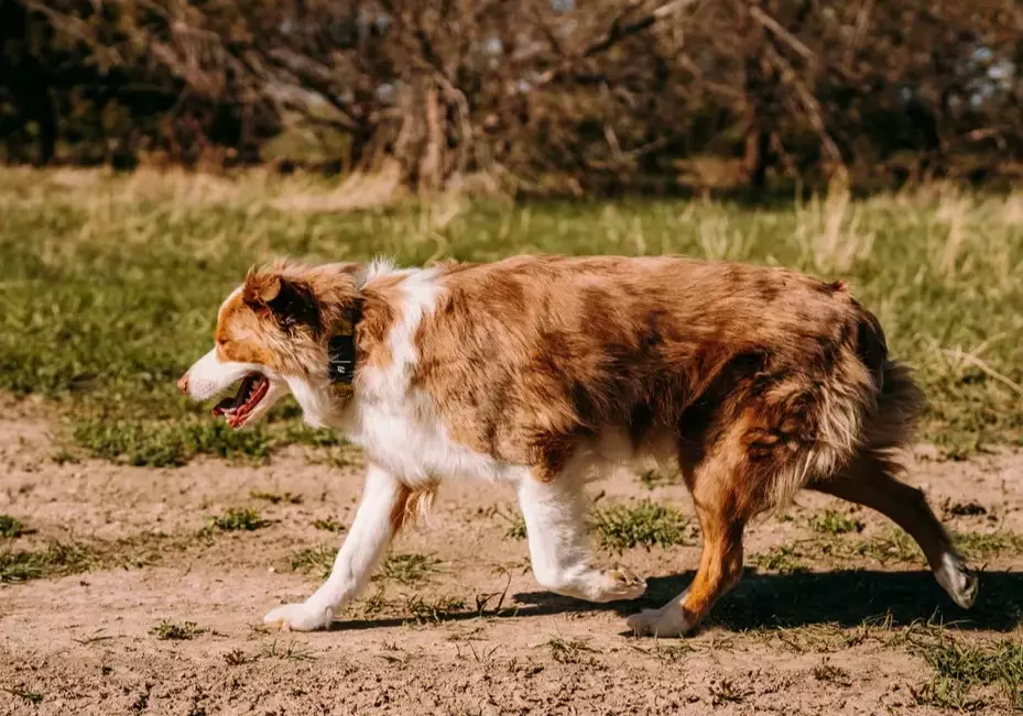 Australian Shepherd height