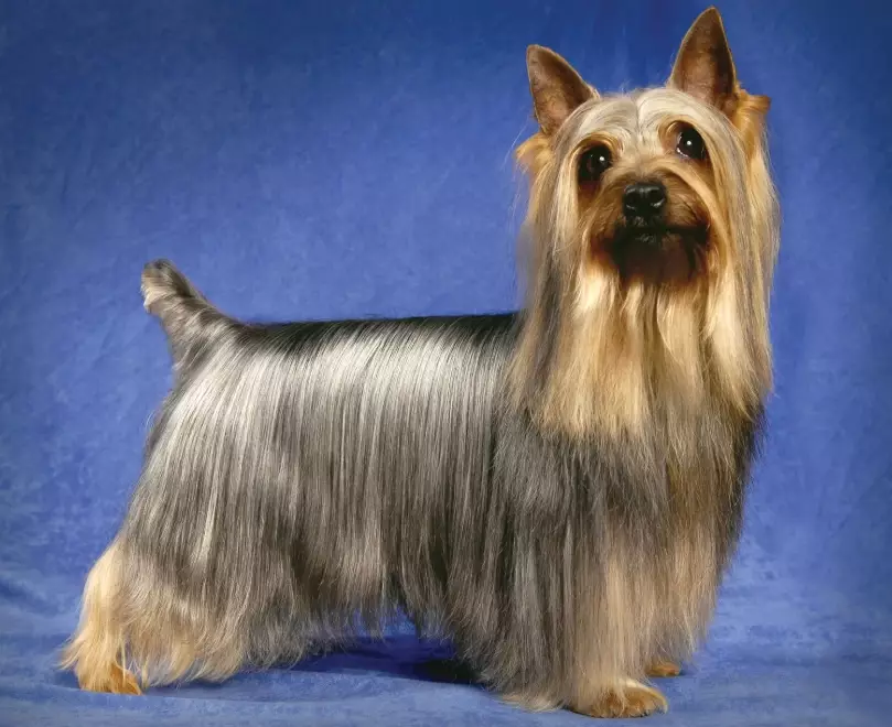 silky terrier weight