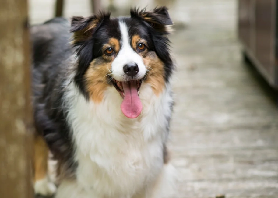 Australian Shepherd shedding