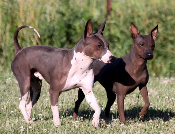 Are American hairless terriers good pets?