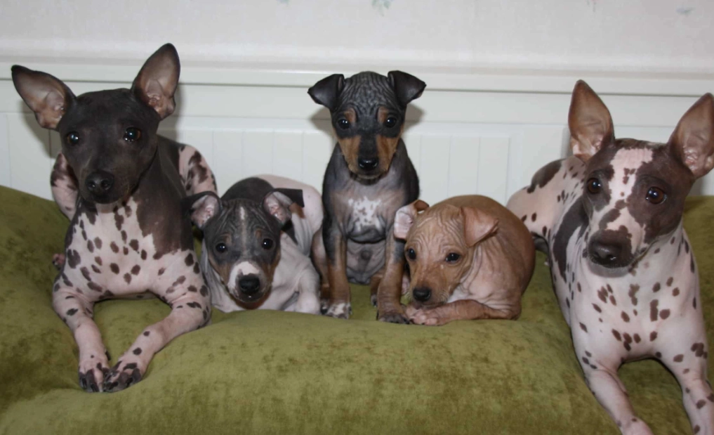 hypoallergenic dog breeds