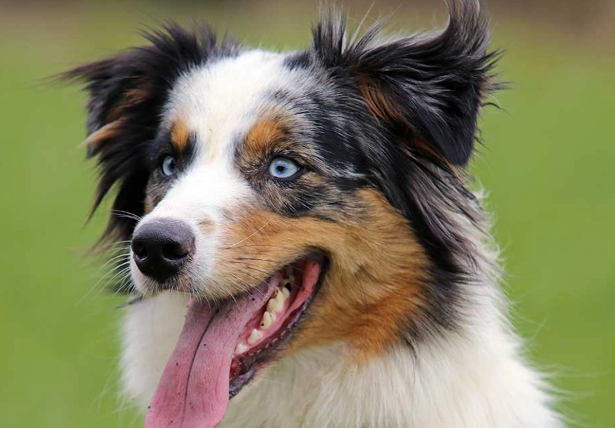 Australian Shepherd personality