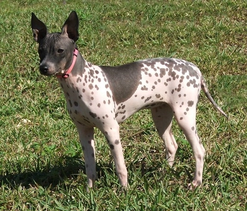 small dog breed personality