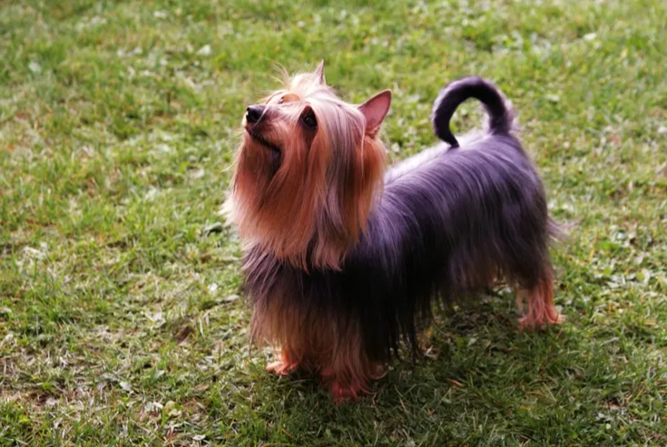 do Silky Terriers bark a lot