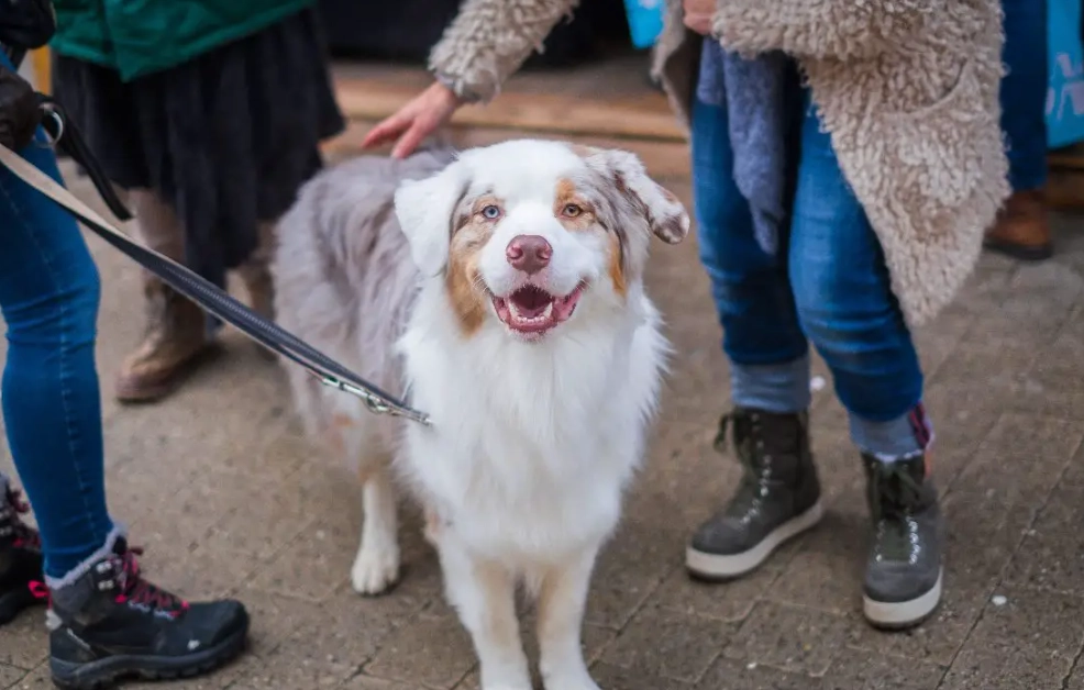 are Australian Shepherds affectionate are Australian Shepherds affectionate