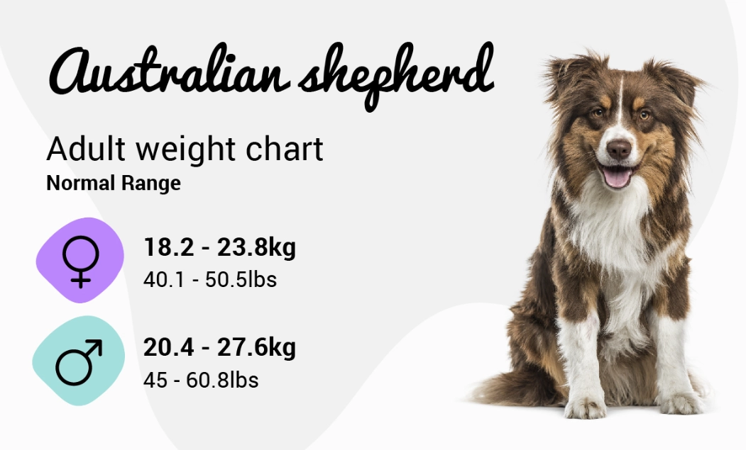 Australian Shepherd height