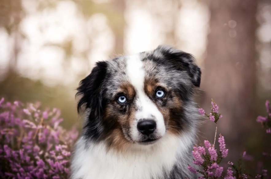 Australian Shepherd Mini