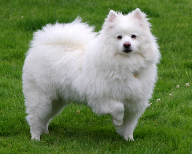 Eskie life expectancy