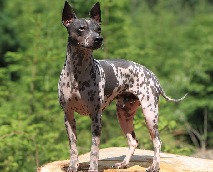 small dog breed personality