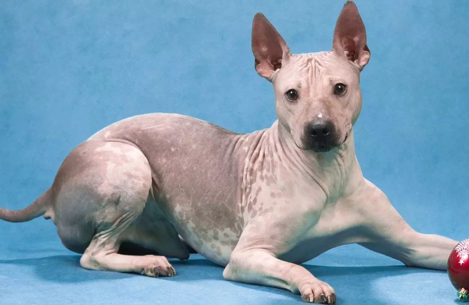 American Hairless Terrier temperament