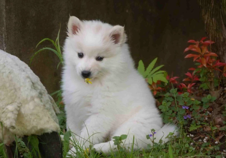 extend American Eskimo dog life