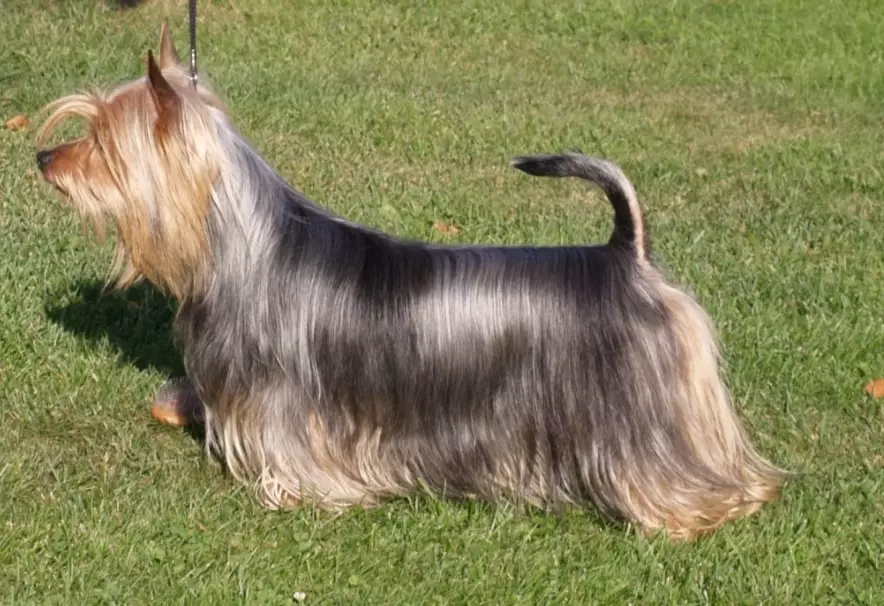 silky terrier weight