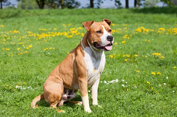 American Staffordshire Terrier family dog American Staffordshire Terrier family dog