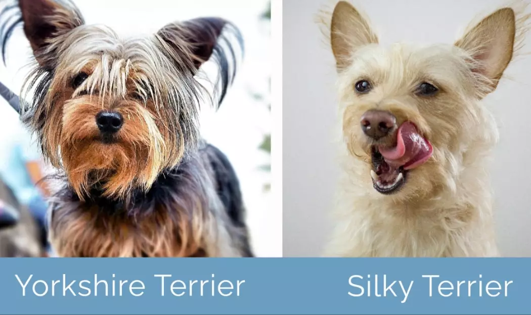 Silky Terrier vs Yorkie