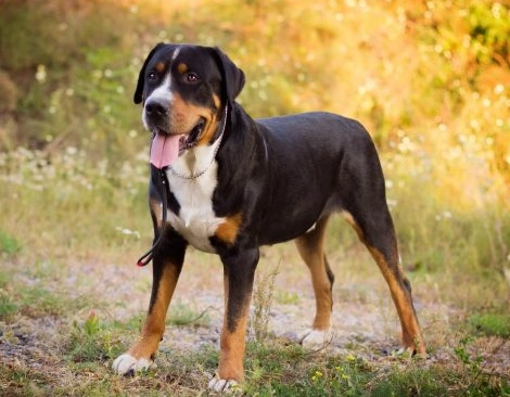 managing dog shedding