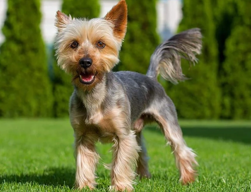 are Silky Terriers and Yorkies the same