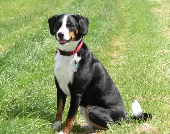 managing dog shedding