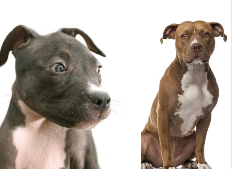 Are AmStaffs pitbulls