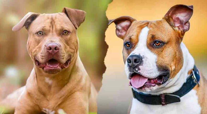 pitbull type dogs