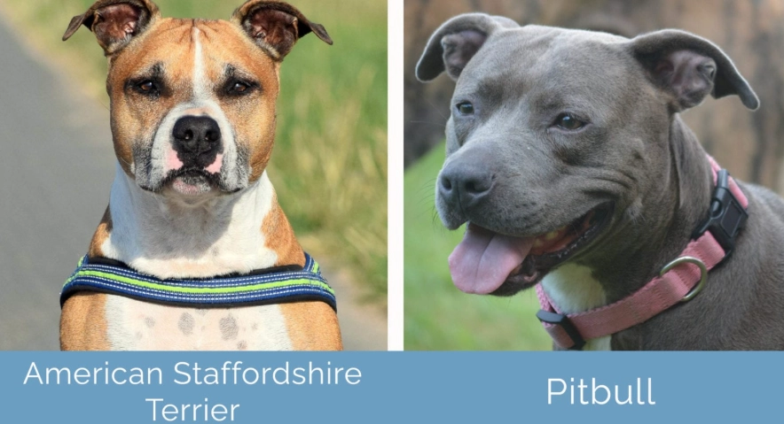 American Staffordshire Terrier vs Pitbull