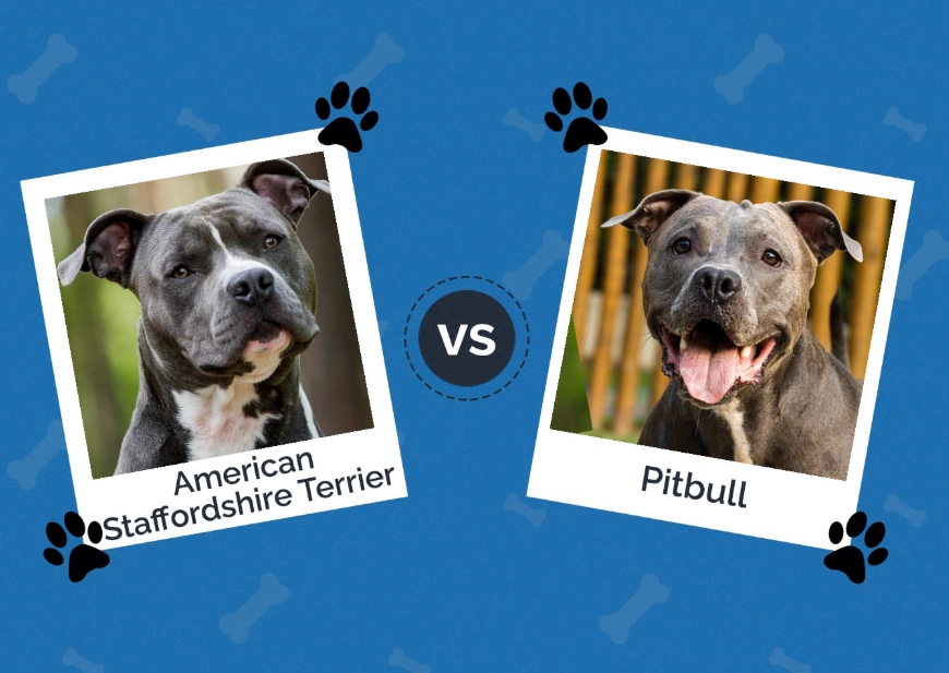 American Staffordshire Terrier size