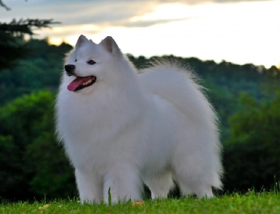 family-friendly spitz breeds