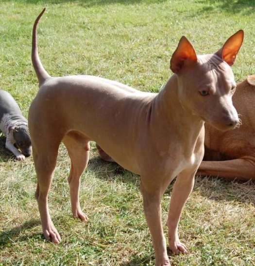 American Hairless Terrier temperament
