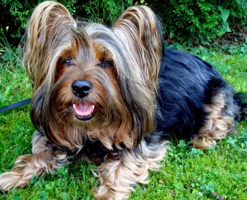 silky terrier weight