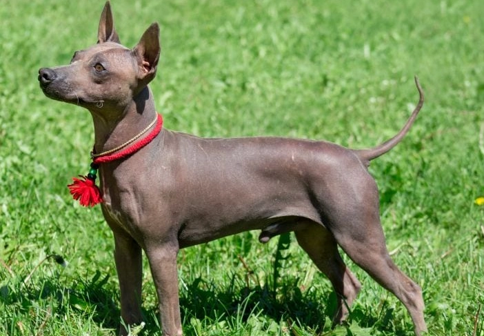 American Hairless Terrier temperament