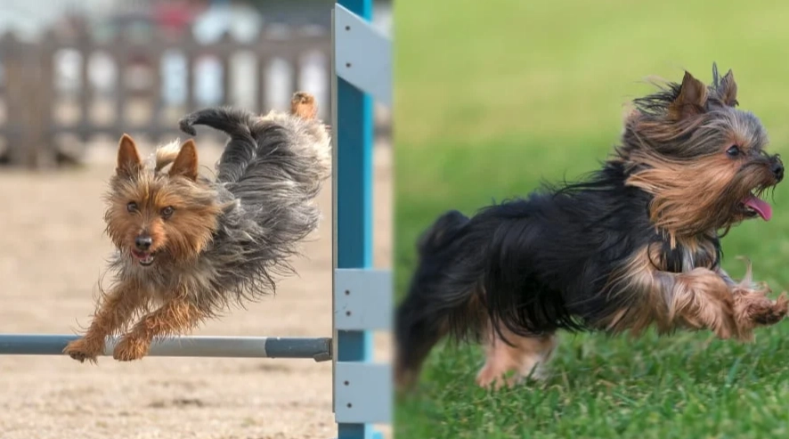 yorkie vs silky terrier difference