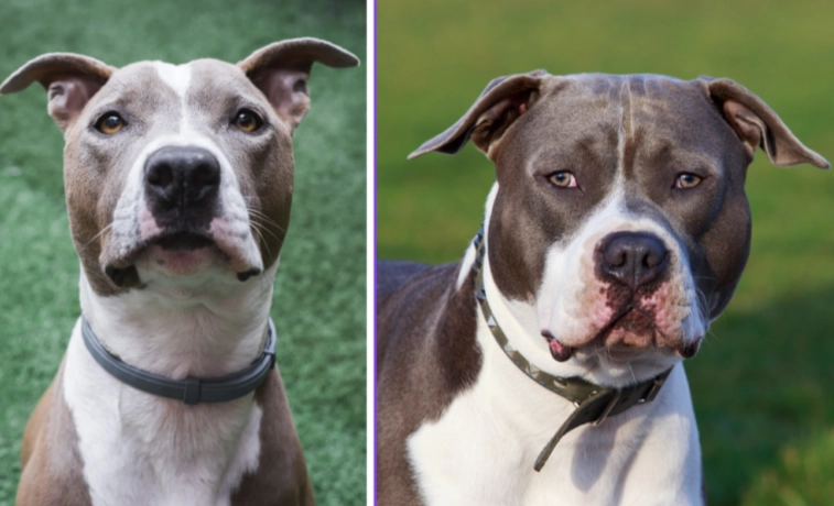 Staffordshire Bull Terrier vs American Staffordshire Terrier
