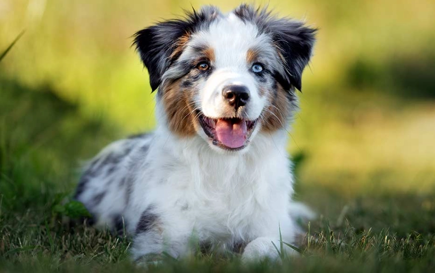 small Australian Shepherd small Australian Shepherd