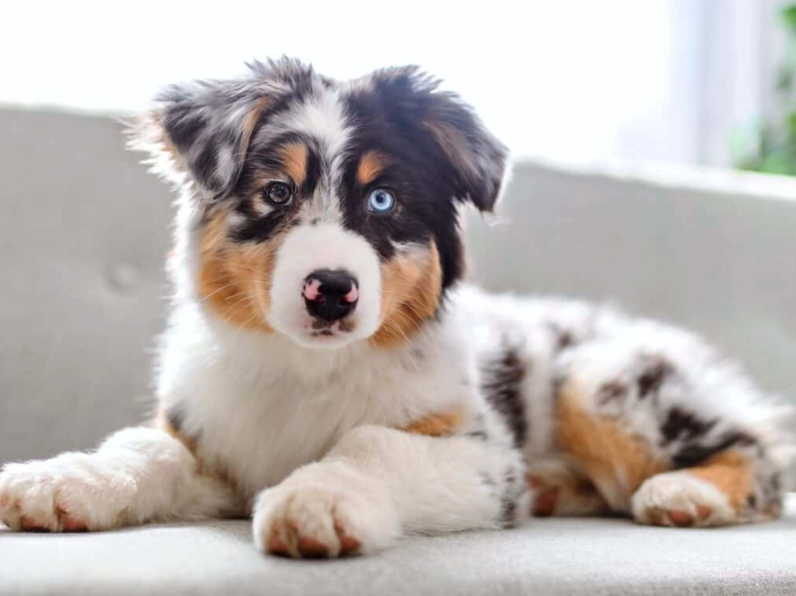 Australian Shepherd shedding
