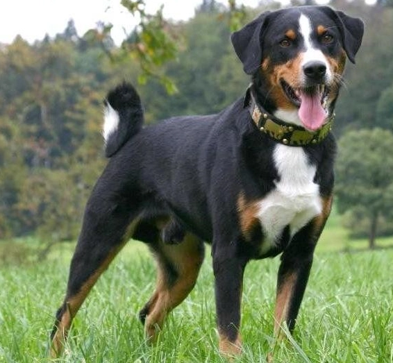 Are Appenzeller sennenhunds good family dogs?
