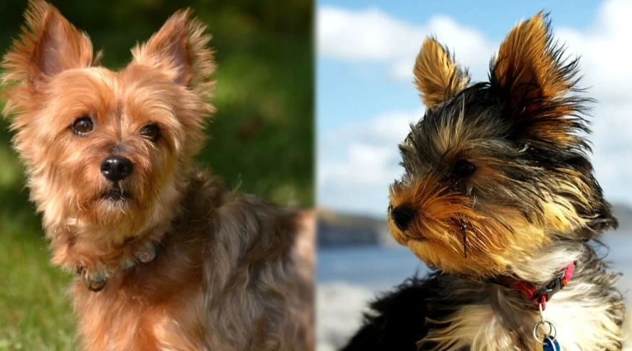 yorkie vs silky terrier difference